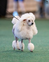 /album/mvp-bratislava-2025/mvp-bratislava-20251025-jutta-004-jpg1/